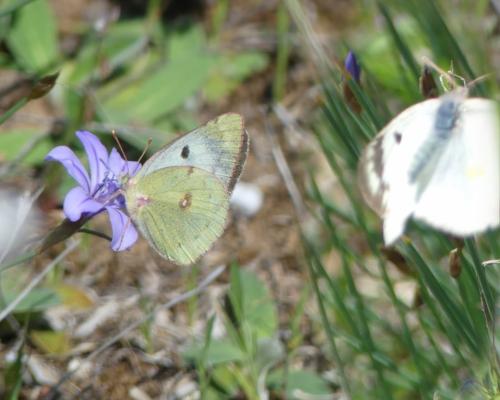 Colias sp.